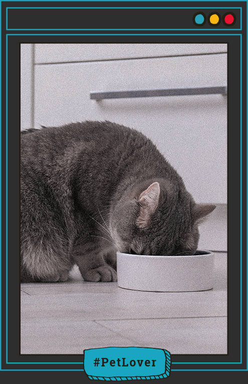 alimento humedo para gatos nutriss
